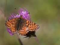 maudoc.com • Boloria pales •  IMG_1284.jpg   Boloria pales : Farfalla, Boloria pales