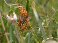 maudoc.com • Boloria pales •  IMG_1394.jpg   Boloria pales : Farfalla, Boloria pales