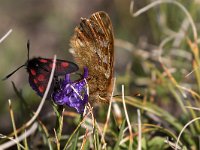 maudoc.com • Boloria pales •  IMG_6171.jpg   Boloria pales : Farfalla, Falena, Zygaena, Boloria pales