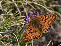 maudoc.com • Boloria pales •  IMG_6172.jpg   Boloria pales : Farfalla, Boloria pales