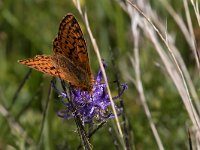 maudoc.com • Boloria pales •  IMG_6267.jpg   Boloria pales : Farfalla, Boloria pales