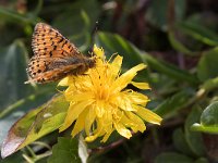 maudoc.com • Boloria pales •  IMG_9011.jpg   Boloria pales : Farfalla, Boloria euphrosyne