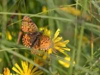 maudoc.com • Boloria selene •  IMG_2243.jpg   Boloria selene : Melitaea athalia, Brenthis ino