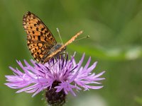 maudoc.com • Boloria selene •  IMG_2403.jpg   Boloria selene : Boloria selene