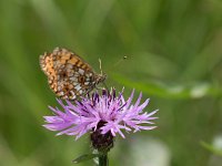 maudoc.com • Boloria selene •  IMG_2404.jpg   Boloria selene : Boloria selene