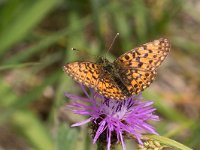 maudoc.com • Boloria selene •  IMG_2420.jpg   Boloria selene : Boloria selene