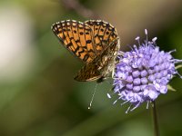 Boloria selene