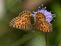 maudoc.com • Boloria selene •  IMG_8925.jpg   Boloria selene : Farfalla, Boloria selene