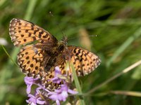 maudoc.com • Boloria titania •  IMG_0655.jpg   Boloria titania : Farfalla, Boloria titania