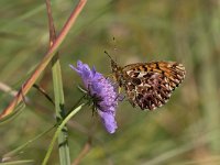 Boloria titania