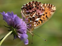 maudoc.com • Boloria titania •  IMG_0685.jpg : Farfalla, Boloria titania