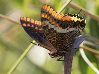 maudoc.com • Charaxes jasius •  IMG_0183.jpg   Charaxes jasius : Charaxes jasius, Farfalla