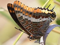 maudoc.com • Charaxes jasius •  IMG_0189.jpg   Charaxes jasius : Charaxes jasius, Farfalla