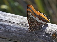 maudoc.com • Charaxes jasius •  IMG_0197.jpg   Charaxes jasius : Charaxes jasius, Farfalla