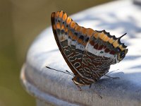 maudoc.com • Charaxes jasius •  IMG_0199.jpg   Charaxes jasius : Charaxes jasius, Farfalla