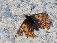 maudoc.com • Euphydryas cynthia •  IMG_5411.jpg   Euphydryas cynthia : Farfalla, Euphydryas cynthia