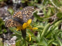 maudoc.com • Euphydryas glaciegenita (E. aurinia) •  IMG_5324.jpg   Euphydryas glaciegenita (E. aurinia) : Farfalla, Euphydryas cynthia