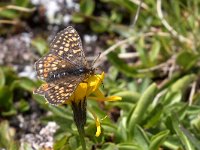 Euphydryas glaciegenita (E. aurinia)