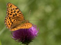 maudoc.com • Fabriciana adippe •  IMG_0109.jpg   Fabriciana adippe : Farfalla, Argynnis adippe