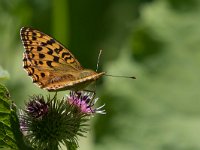 maudoc.com • Fabriciana adippe •  IMG_0475.jpg   Fabriciana adippe : Farfalla, Argynnis adippe