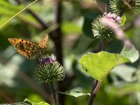 maudoc.com • Fabriciana adippe •  IMG_0483.jpg   Fabriciana adippe : Farfalla, Argynnis aglaja