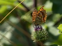 Fabriciana adippe