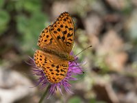 maudoc.com • Fabriciana adippe •  IMG_1163.jpg   Fabriciana adippe : Argynnis adippe