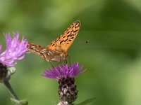 maudoc.com • Fabriciana adippe •  IMG_2177.jpg   Fabriciana adippe : Argynnis adippe