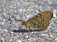 maudoc.com • Fabriciana niobe •  IMG_5462.jpg   Fabriciana niobe : Farfalla, Argynnis niobe