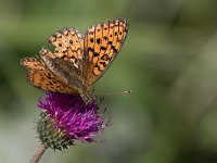 maudoc.com • Fabriciana niobe •  IMG_5525.jpg   Fabriciana niobe : Farfalla, Argynnis niobe