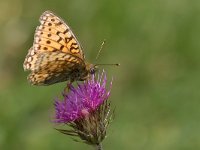 maudoc.com • Fabriciana niobe •  IMG_7608.jpg   Fabriciana niobe : Argynnis aglaja, Farfalla