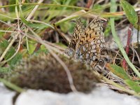 maudoc.com • Fabriciana niobe •  IMG_7623.jpg   Fabriciana niobe : Argynnis aglaja, Farfalla