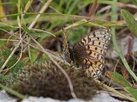 maudoc.com • Fabriciana niobe •  IMG_7624.jpg   Fabriciana niobe : Argynnis aglaja, Farfalla