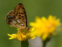 maudoc.com • Issoria lathonia •  IMG_6586.jpg   Issoria lathonia : Farfalla, Issoria lathonia