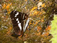 maudoc.com • Limenitis camilla •  IMG_1505.jpg   Limenitis camilla : Limentis camilla