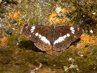 maudoc.com • Limenitis camilla •  IMG_1507.jpg   Limenitis camilla : Limentis camilla