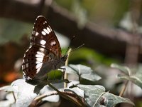 maudoc.com • Limenitis camilla •  IMG_6273.jpg   Limenitis camilla : Farfalla, Limenitis camilla