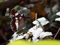 maudoc.com • Limenitis camilla •  IMG_6276.jpg   Limenitis camilla : Farfalla, Limenitis camilla