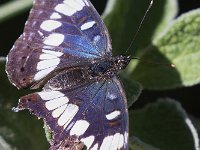 maudoc.com • Limenitis reducta •  IMG_0214.jpg   Limenitis reducta : Farfalla, Limenitis reducta