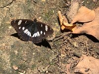 maudoc.com • Limenitis reducta •  IMG_0602.jpg : Farfalla, Limenitis reducta