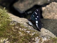 maudoc.com • Limenitis reducta •  IMG_0757.jpg   Limenitis reducta : Farfalla, Limenitis reducta