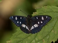 maudoc.com • Limenitis reducta •  IMG_0788.jpg   Limenitis reducta : Farfalla, Limenitis reducta