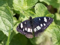 maudoc.com • Limenitis reducta •  IMG_3834.jpg   Limenitis reducta : Farfalla