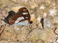 maudoc.com • Limenitis reducta •  IMG_4045.jpg   Limenitis reducta