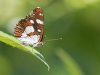 maudoc.com • Limenitis reducta •  IMG_4117.jpg   Limenitis reducta : Farfalla, Limenitis reducta