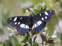 Limenitis reducta