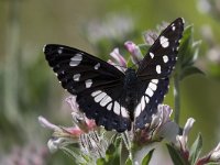 maudoc.com • Limenitis reducta •  IMG_6472.jpg   Limenitis reducta : Farfalla