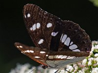 maudoc.com • Limenitis reducta •  IMG_8175.jpg   Limenitis reducta : Limenitis reducta