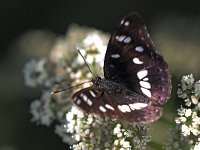 maudoc.com • Limenitis reducta •  IMG_8177.jpg   Limenitis reducta : Limenitis reducta