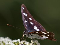 maudoc.com • Limenitis reducta •  IMG_8180.jpg   Limenitis reducta : Limenitis reducta